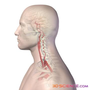 neck nerves graphic